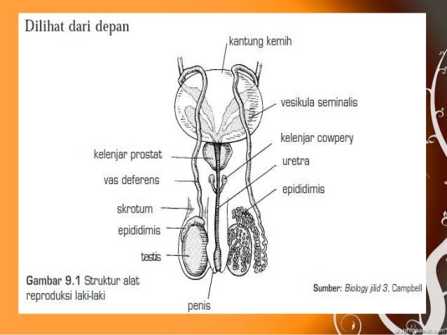 Bagian Organ Reproduksi Pria Yang Membungkus Testis Adalah